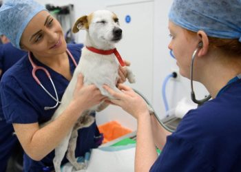 Los veterinarios españoles volverán a manifestarse en Madrid - Digital de León