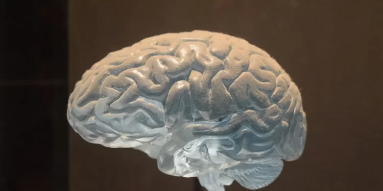 covid reduce materia gris cerebro - Digital de León