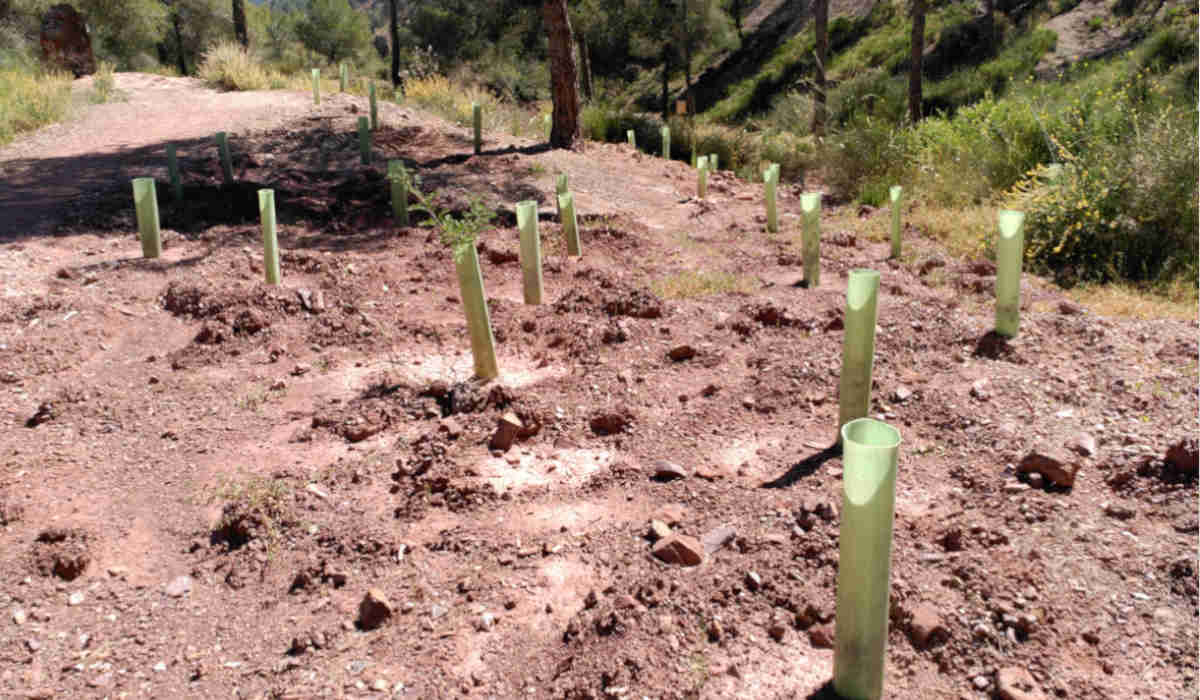 La Junta destina 6M€ en ayudas a la reforestación y creación de superficies forestales 1