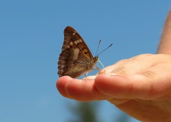 medicamento cura piel de mariposa -Digital de León