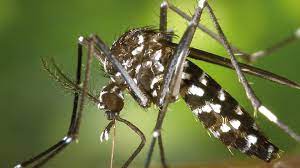 2.400 millones de mosquitos modificados genéticamente han sido liberados 1