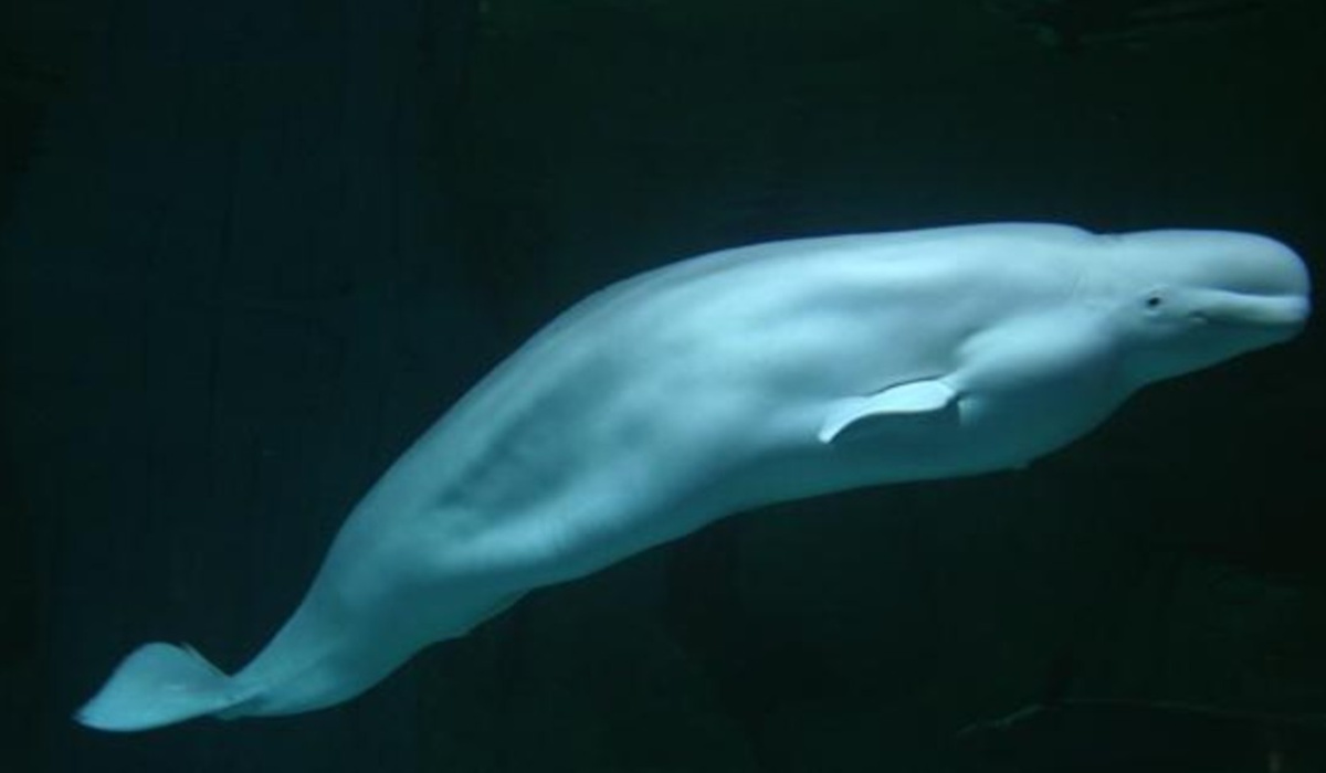 beluga