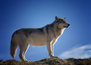 Riaño se manifiesta en contra del lobo - Digital de León