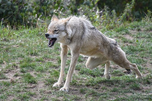 Riaño se manifiesta en contra del lobo 1