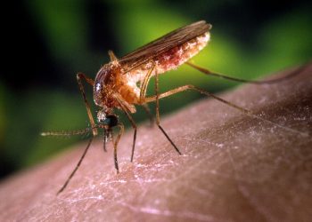 2400-millones-de-mosquitos-modificados-geneticamente-han-sido-liberados