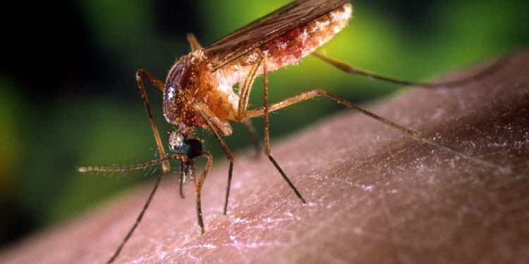 2400-millones-de-mosquitos-modificados-geneticamente-han-sido-liberados