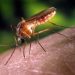 2400-millones-de-mosquitos-modificados-geneticamente-han-sido-liberados