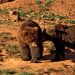 Osos pardos en un parque de la naturaleza