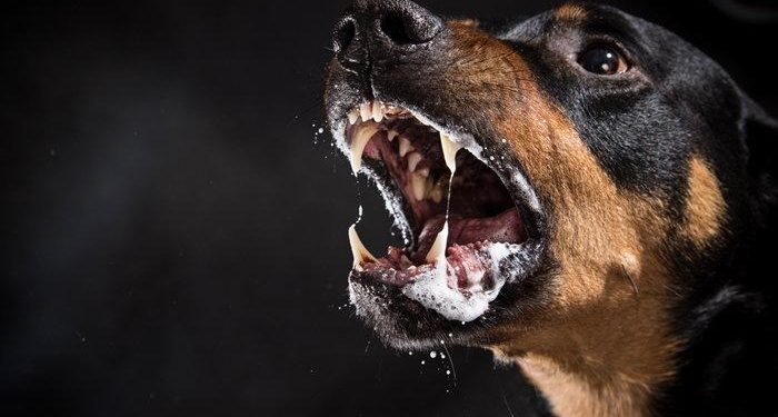 alerta riesgo rabia perros ucrania