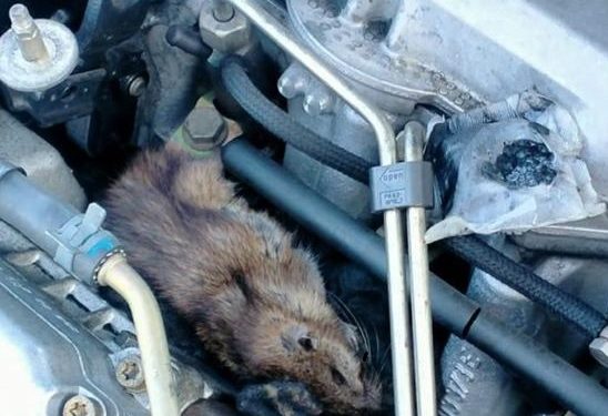 Se encuentra una rata en el coche cuando levanta el capó 1