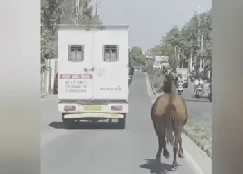 Un caballo persigue 8 kilómetros tras la ambulancia a una yegua enferma 8