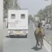 Un caballo persigue 8 kilómetros tras la ambulancia a una yegua enferma 2