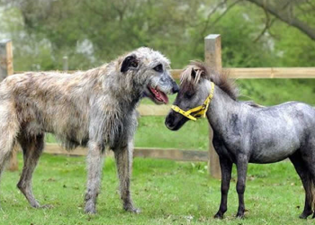 caballo enano