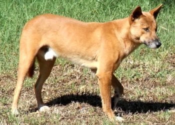 Los Dingos, el origen de la evolución canina 4