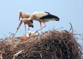 Un águila secuestra a los 2 polluelos de una mamá cigüeña 2