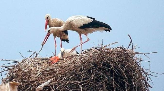 Un águila secuestra a los 2 polluelos de una mamá cigüeña 1