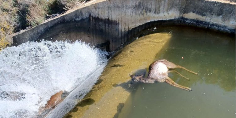 CHD frenará las muertes de animales en el canal de Arriola - Digital de León