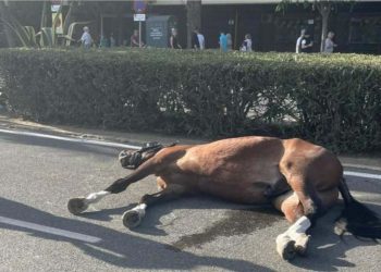 muerte de un caballo