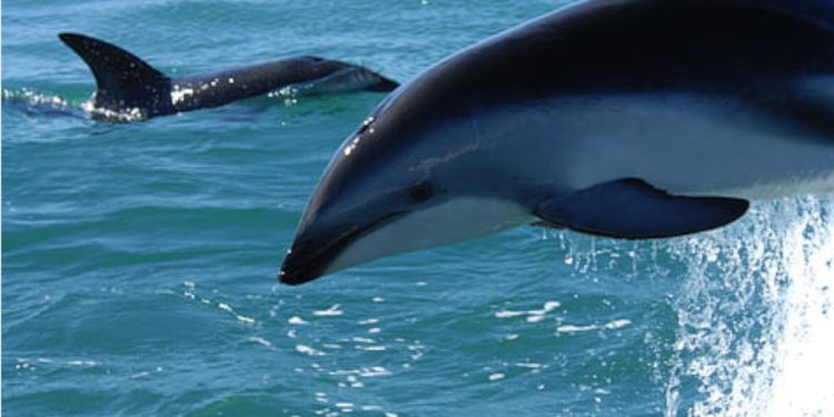 Los delfines estarían siendo adiestrados con fines bélicos