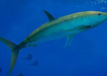 Descubren un nuevo pez carnívoro de 2 metros - Digital de León