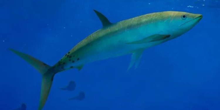 Descubren un nuevo pez carnívoro de 2 metros - Digital de León