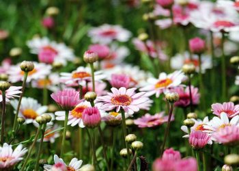 La fascinación por las plantas llega a la ULE