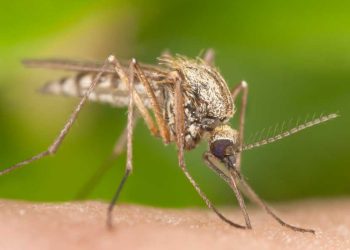 Truco definitivo para que los mosquitos no se acerquen a ti - Digital de León