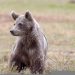 Un vecino de Igüeña encuentra un osezno en mal estado