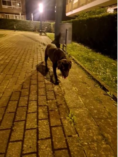 Se busca al dueño de este perro 1