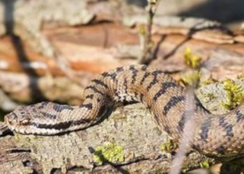 Las víboras están más activas con las altas temperaturas