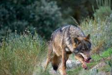 franz weber en defensa del lobo