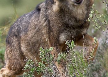 lobo ibérico