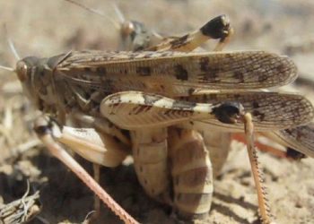 Una plaga "sin igual"