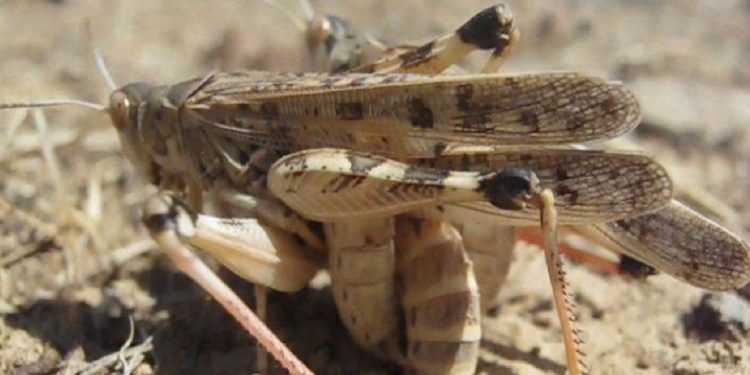 Una plaga "sin igual"