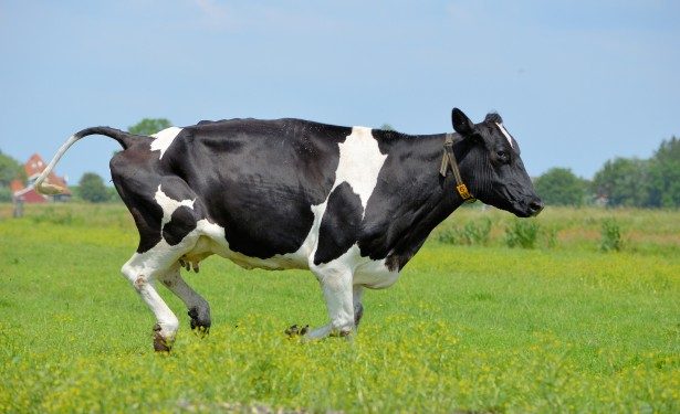 vaca embiste senderistas en Soria