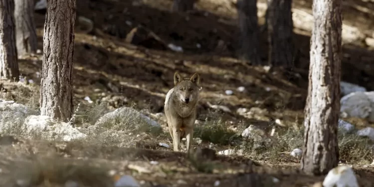 lobo ibérico