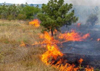 incendios forestales