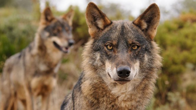 El lobo no se puede cazar