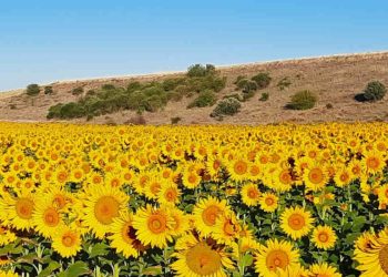 sequía girasol