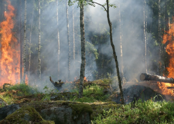 incendios forestales