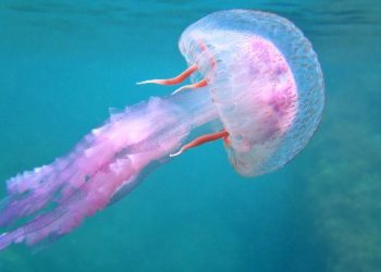Una aplicación que te permite localizar medusas