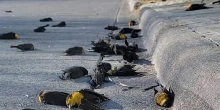 Pájaros caen en pleno vuelo