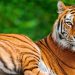 Putin propuso que se celebrara el Día del Tigre