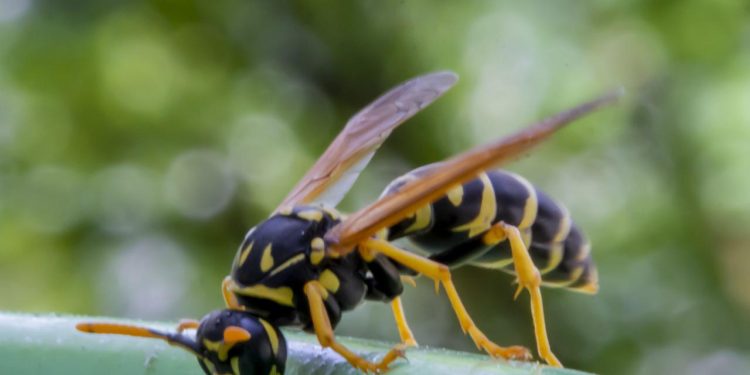 fallece picadura avispa