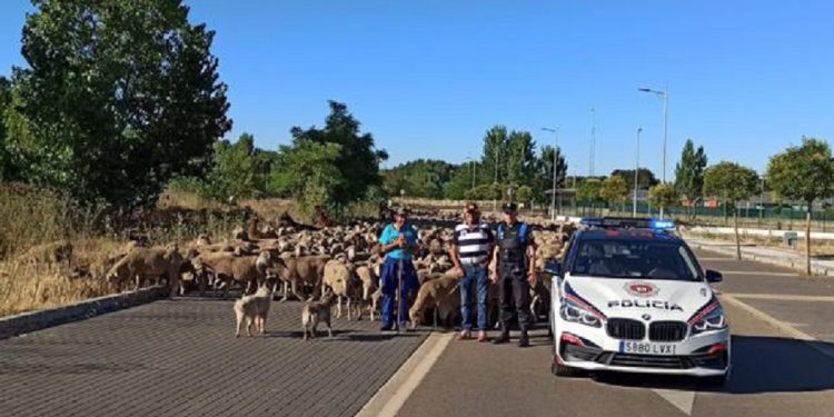 Más de 3.000 ovejas cruzaron ayer León