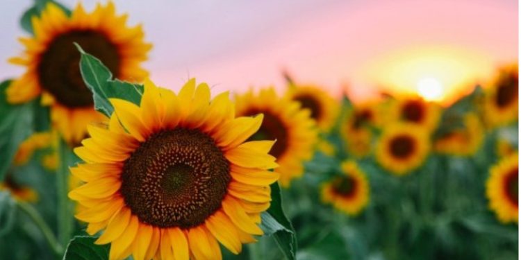 El motivo por el que los girasoles buscan el sol