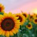 El motivo por el que los girasoles buscan el sol