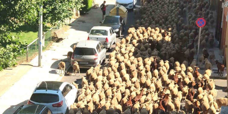 Las ovejas invaden el barrio de Puente Castro 1