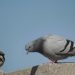 palomas en san andres