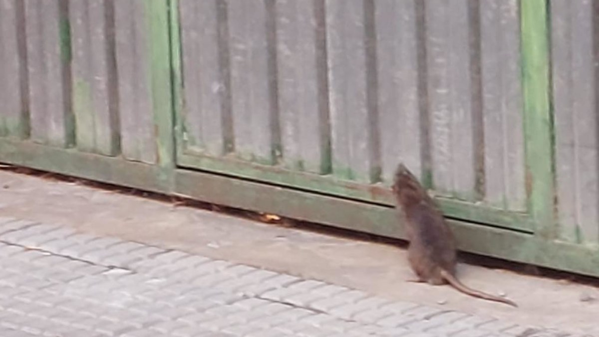 Las ratas invaden el barrio de La Asunción 1